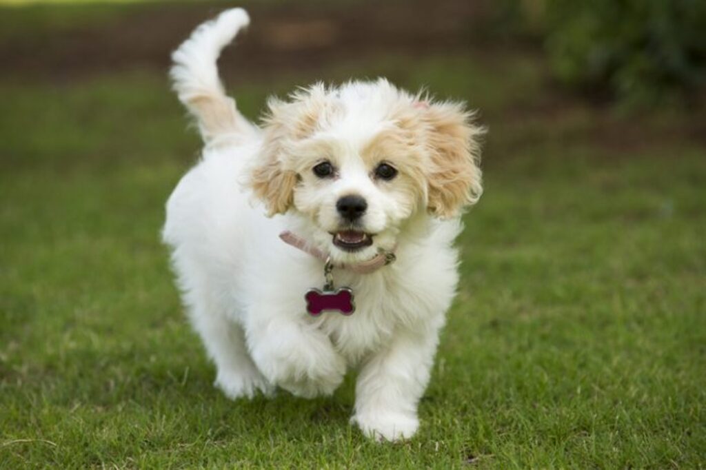 The Appearance of cavachon