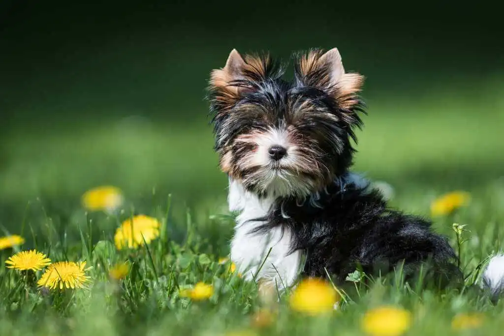 Biewer Terrier : Adorable And Rare Breed Type - Pets Nurturing