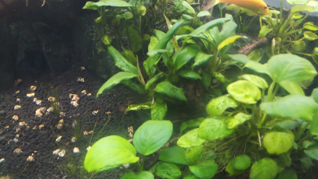 How Does Brown Algae in Fish Tank Cause?