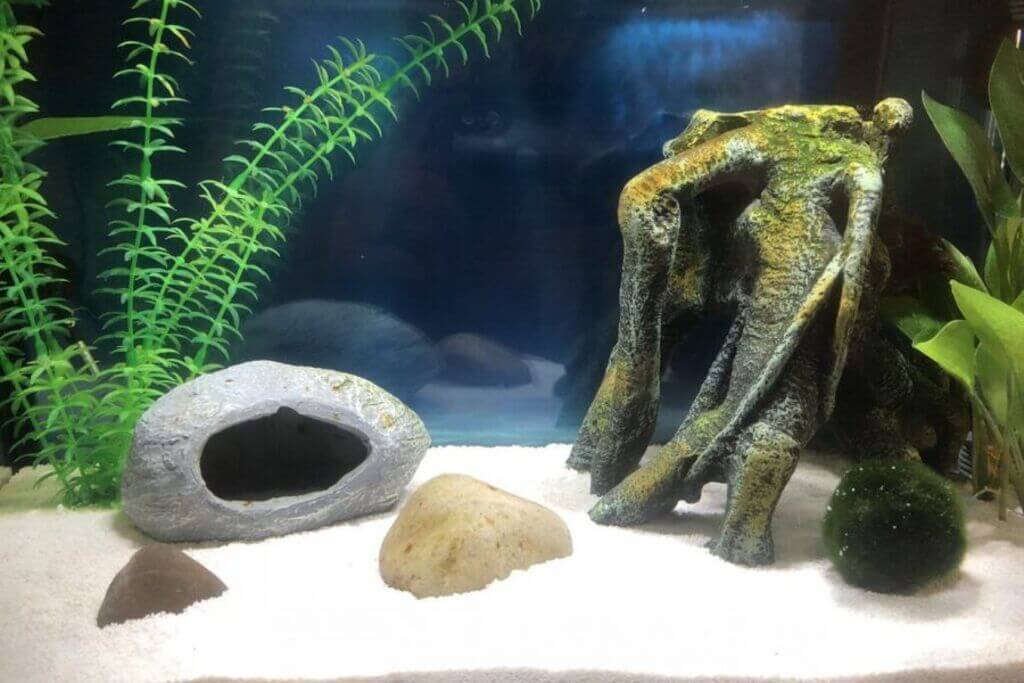 brown algae in fish tank