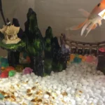 brown algae in fish tanks