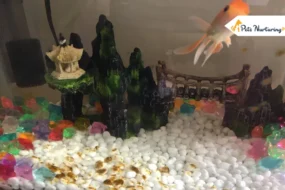 brown algae in fish tanks