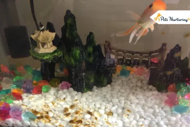brown algae in fish tanks