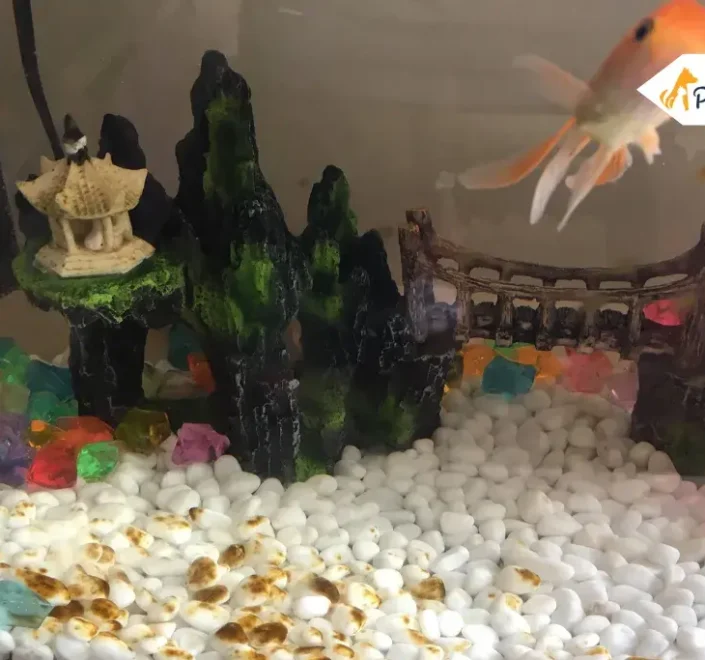 brown algae in fish tanks