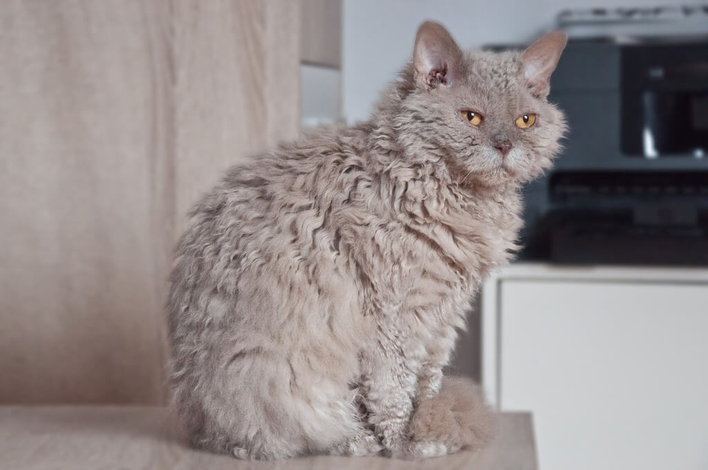 curly haired cat: Selkirk Rex