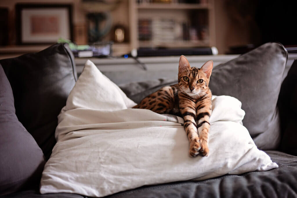 cutest cat breeds: Bengal
