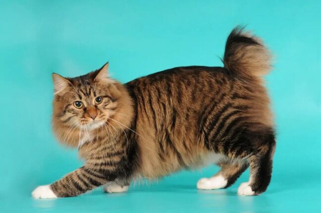 Cutest Cat Breeds: Sweet Yet Sassy - Pets Nurturing