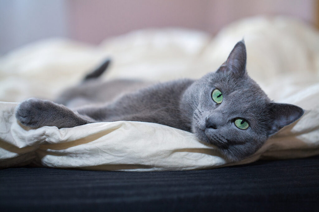 cutest cat breeds: Russian Blue