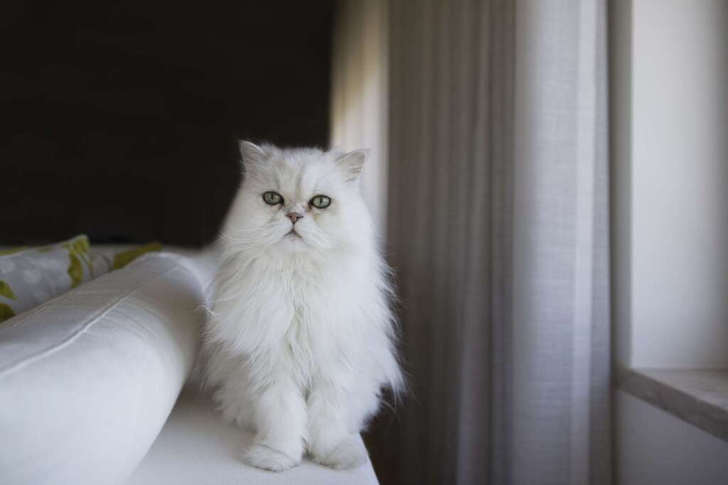 cutest cat breeds: Persian