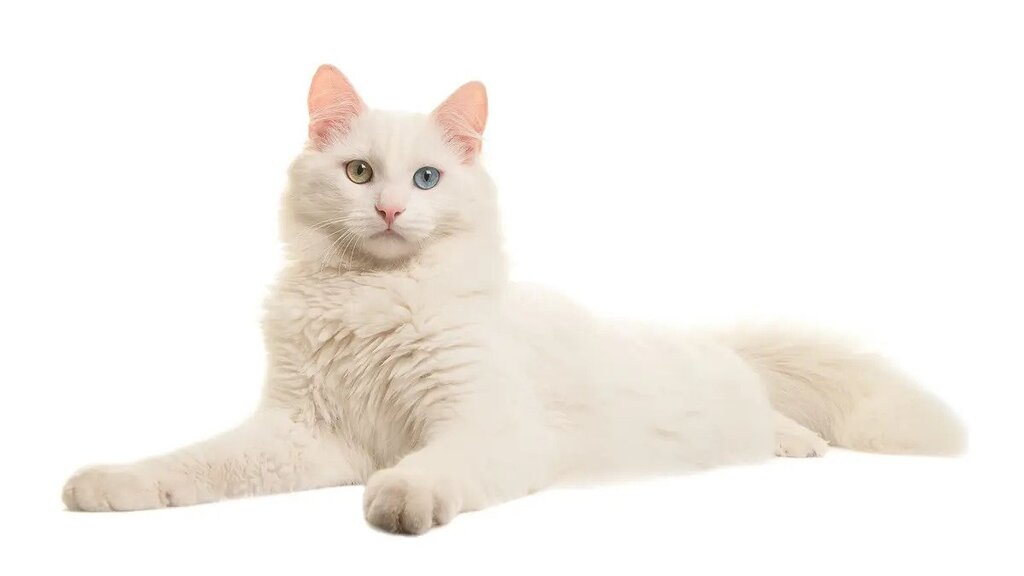 cutest cat breeds: Turkish Angora