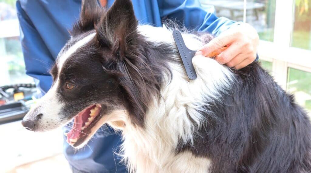 Grooming Your Border Collie