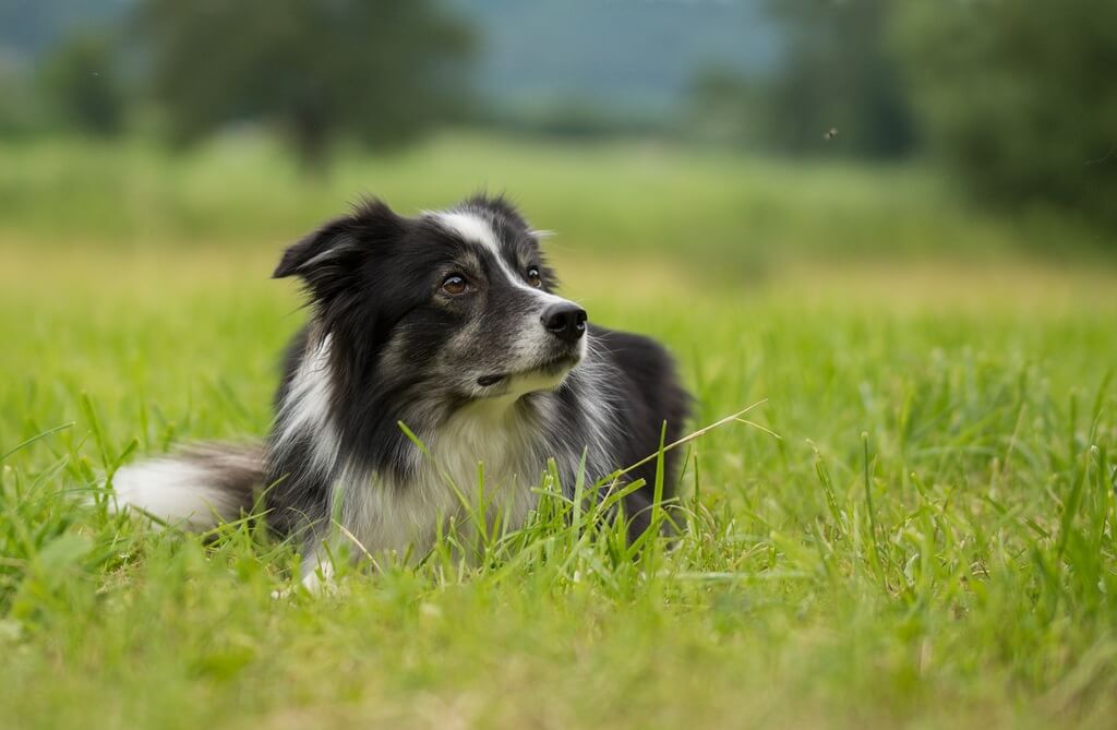 Border Collie Shedding Caused by Dietary Deficiencies