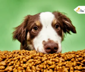 dog food brands to avoids