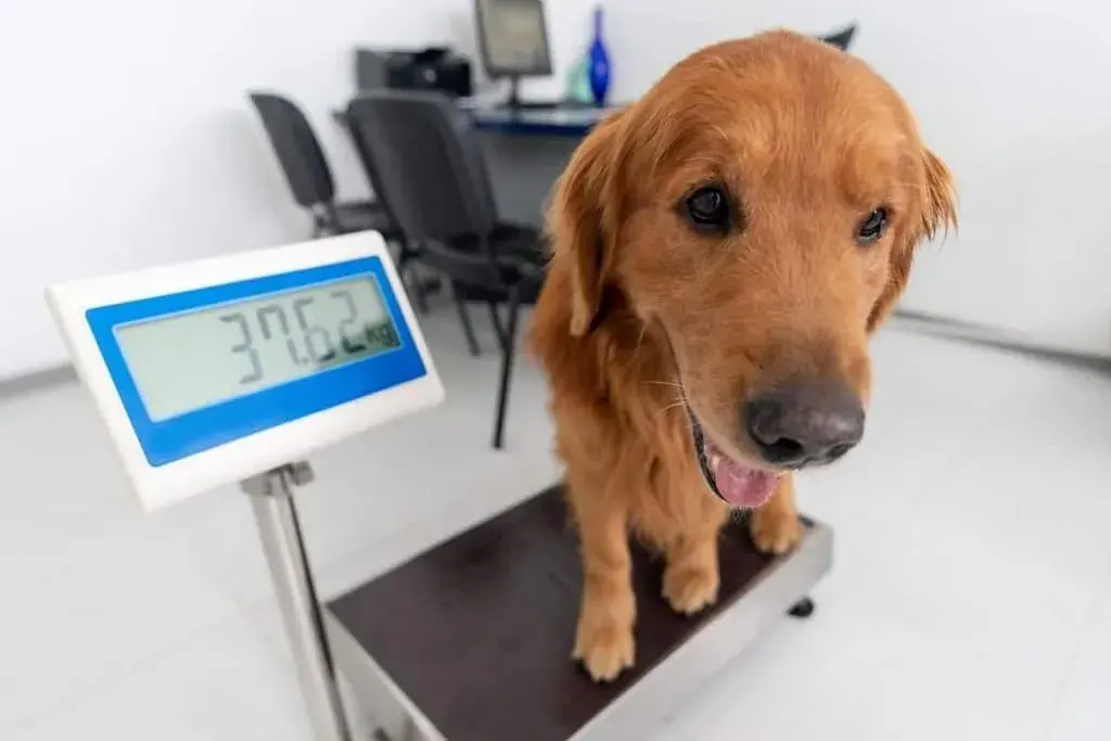 dogs weight chart
