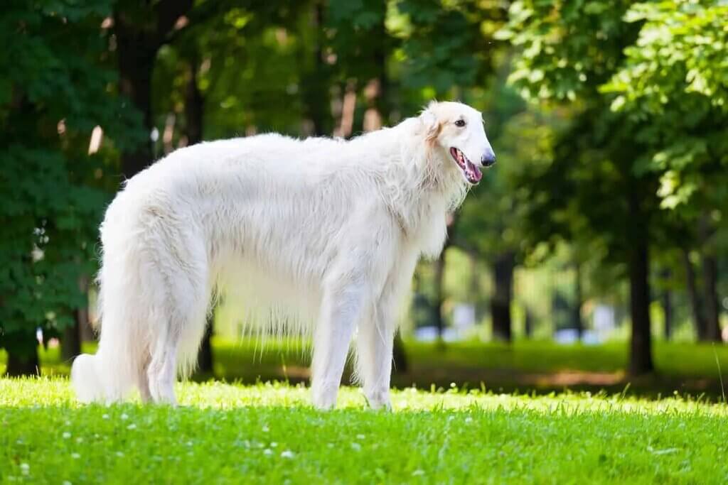  Borzoi - White Fluffy Dog