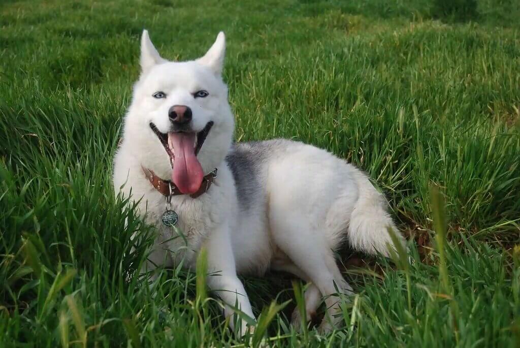 large white dog breeds: Siberian Husky - White Fluffy Dog