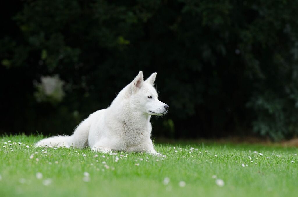 large white dog breeds: Siberian Husky - White Fluffy Dog