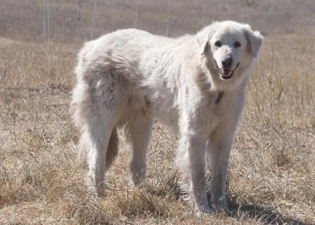 large white dog breeds: Akbash - White Fluffy Dog