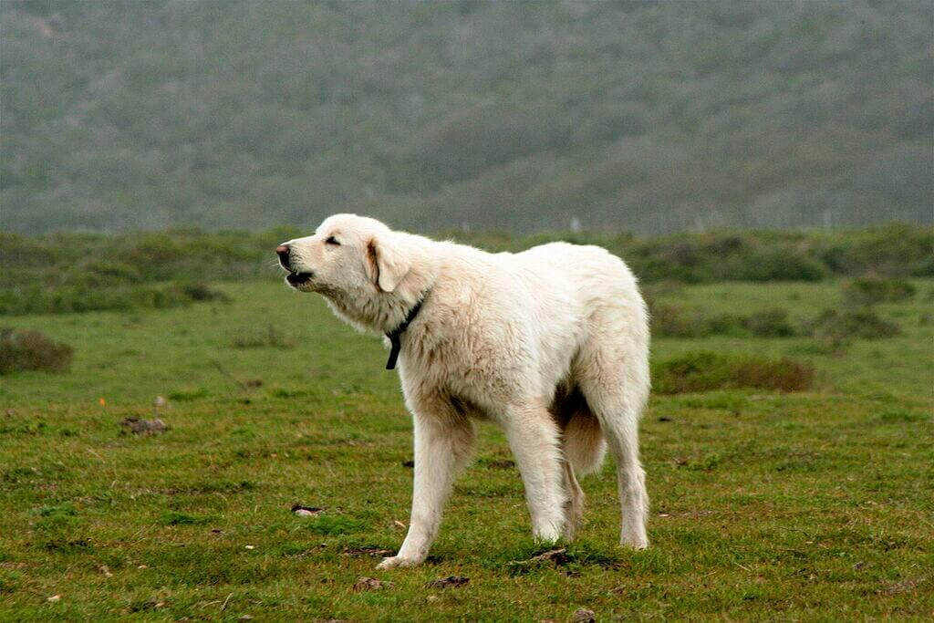 Akbash - White Fluffy Dog