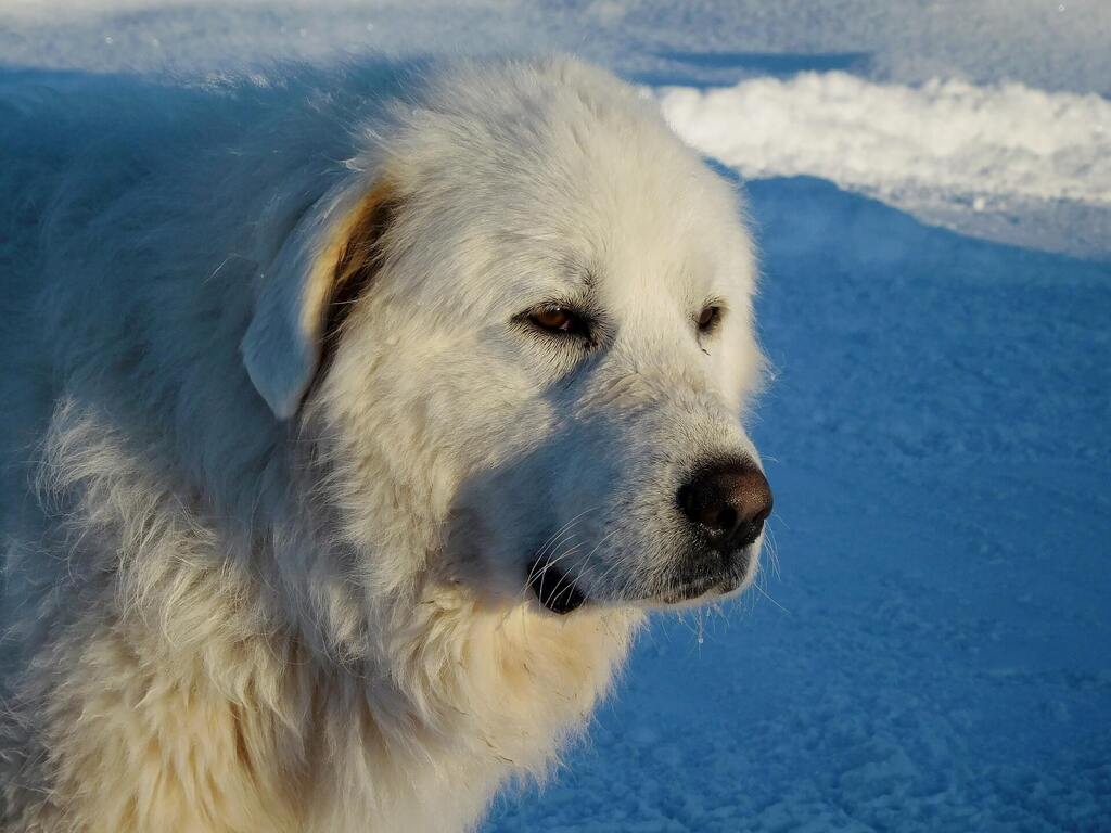  The Great Pyrenees - White Fluffy Dog