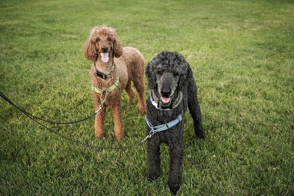 webbed feet dogs: Poodles