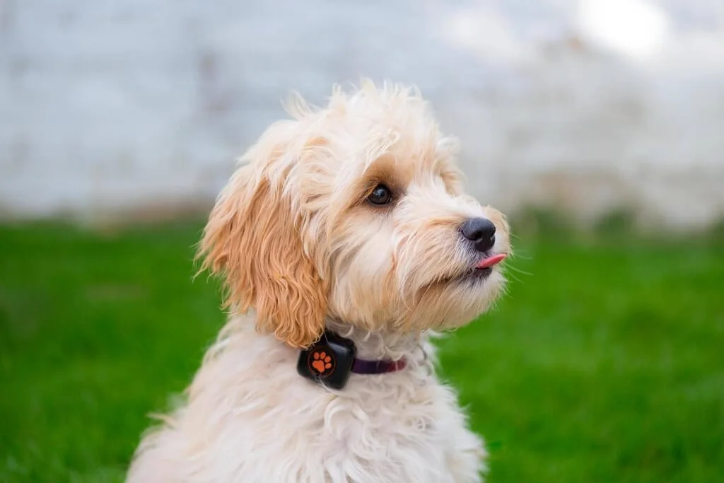 Cockapoo Puppies: Small Dogs with Big Hearts - Pets Nurturing