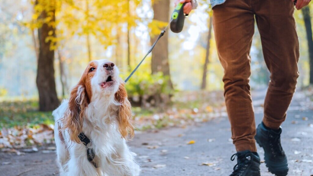 Common Concerns for Dog Owners