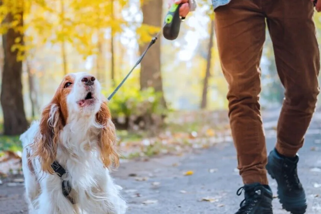 Common Concerns for Dog Owners