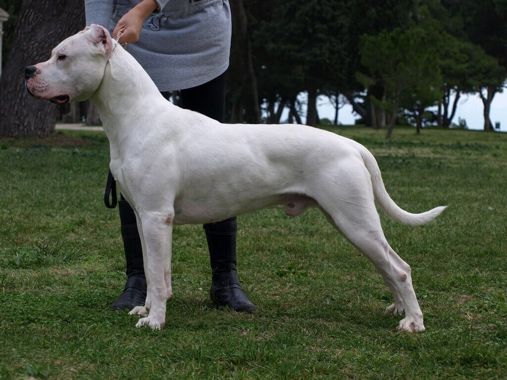Dogo Argentino: Dog Breeds with the Strongest Bite