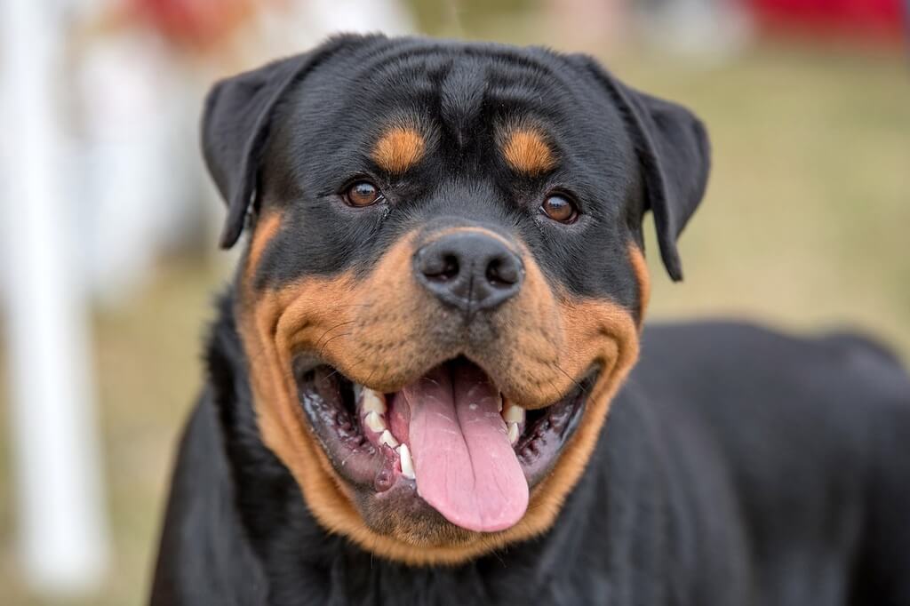 Dog Breeds with the Strongest Bite: Rottweiler