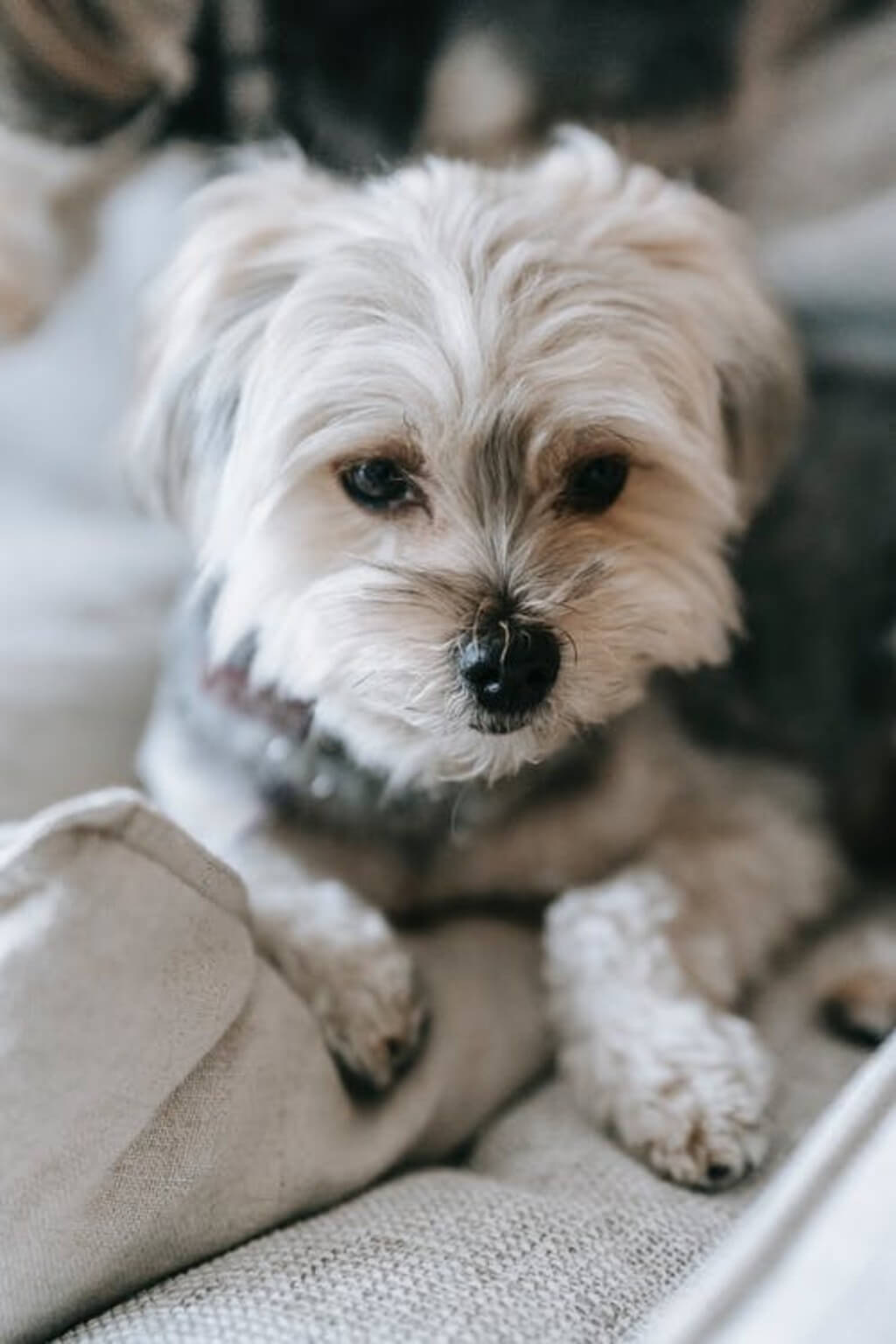Mixed Breed Dogs: Morkie