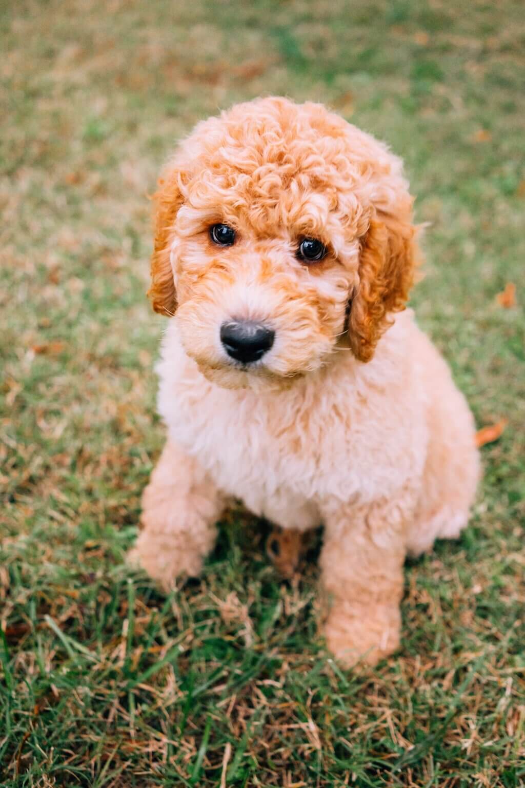 Mixed Breed Dogs: Goldendoodle
