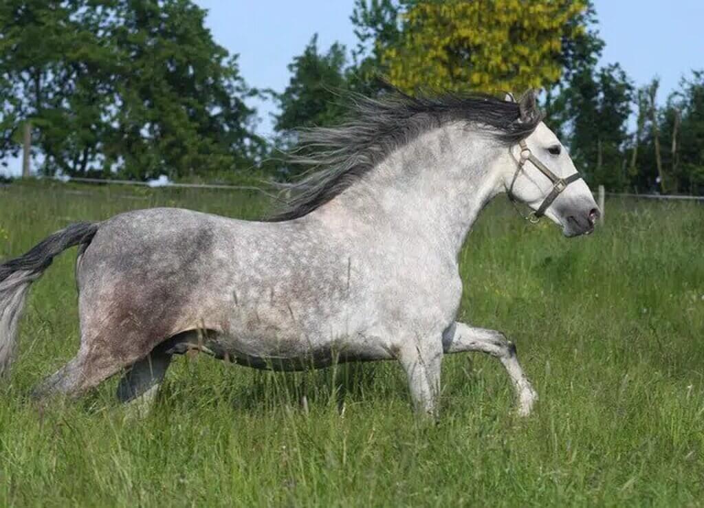 different types of horses: Andalusian Horse