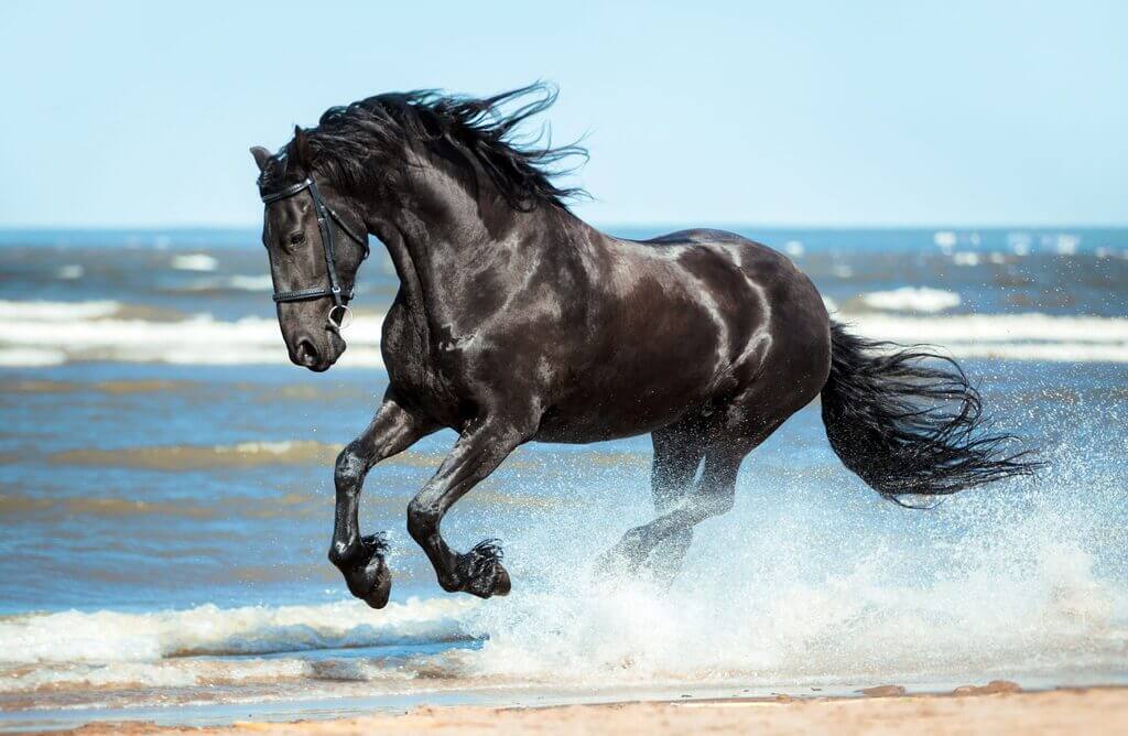 different types of horses: Friesian Horse