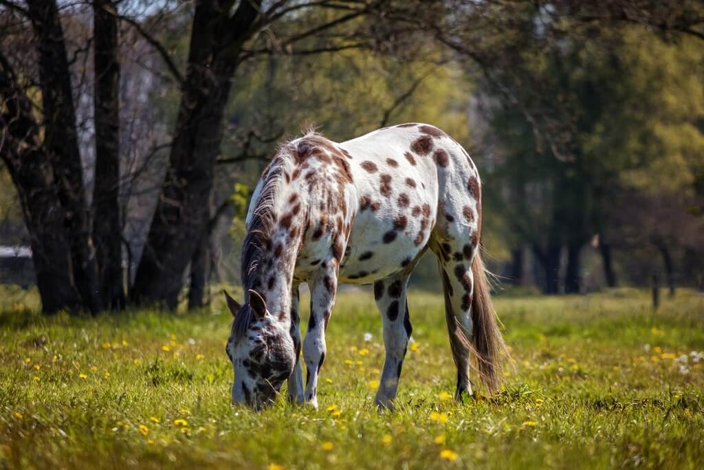 different types of horses: Appaloosa Horse