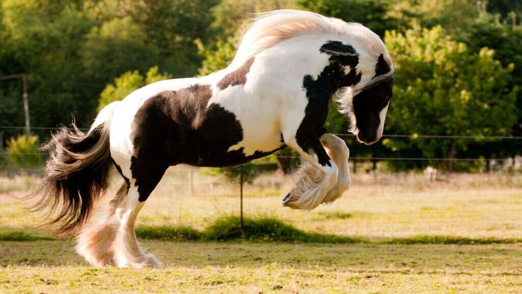 different types of horses: Gypsy Horse