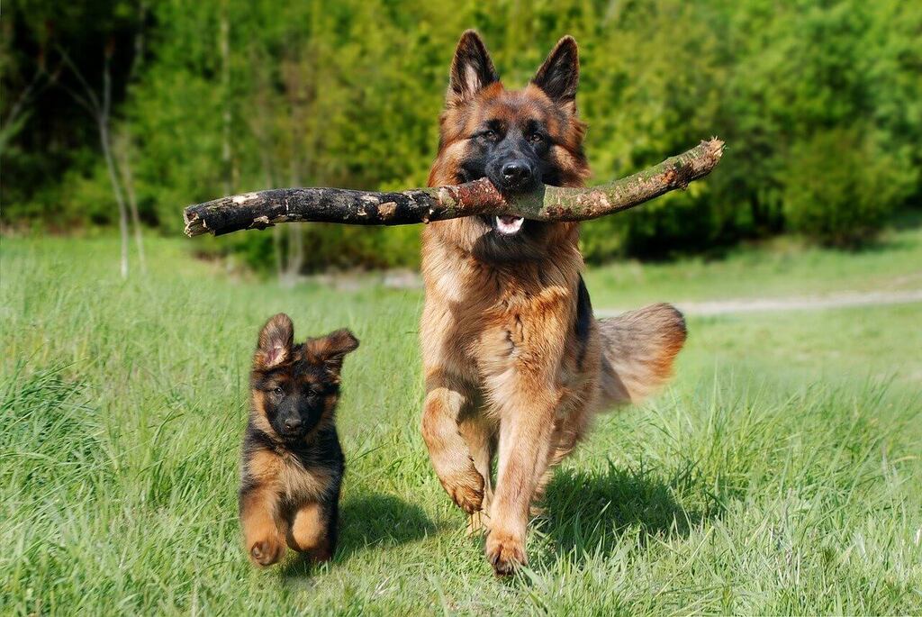 German Shepherd Puppy and Dog