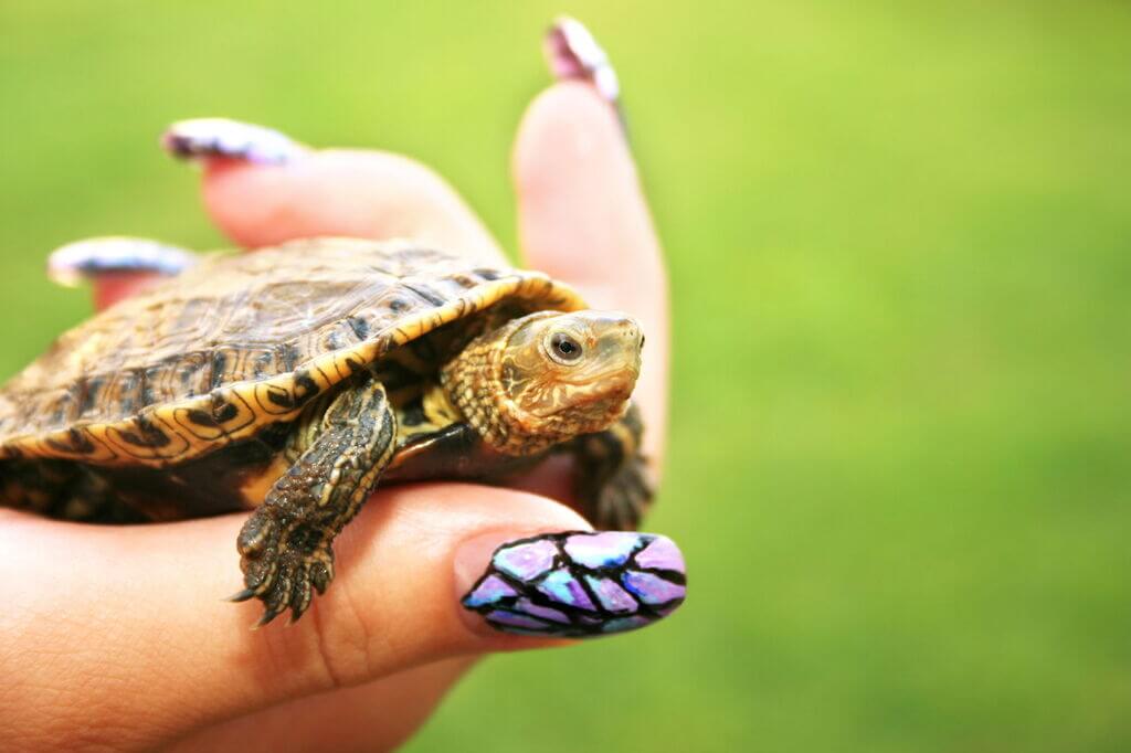 pet turtle