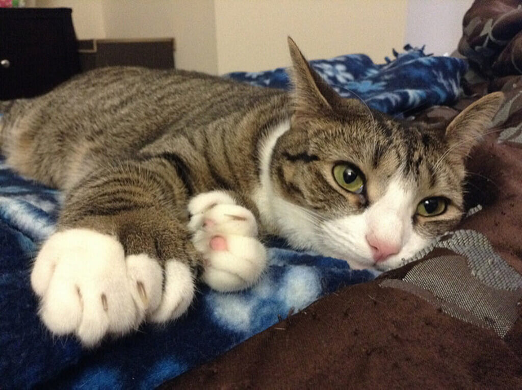 polydactyl cats