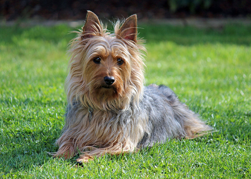 Silky Terrier Grooming and Exercise