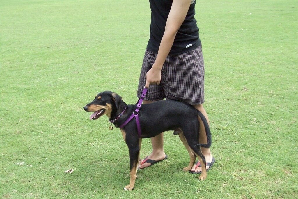 Indian Pariah Dog Breed