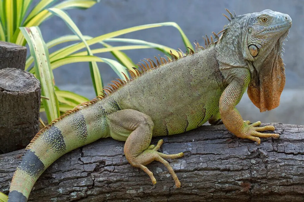 Pet Iguana