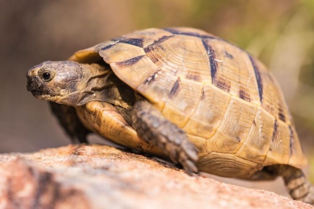 Pet Tortoise: Greek Tortoise
