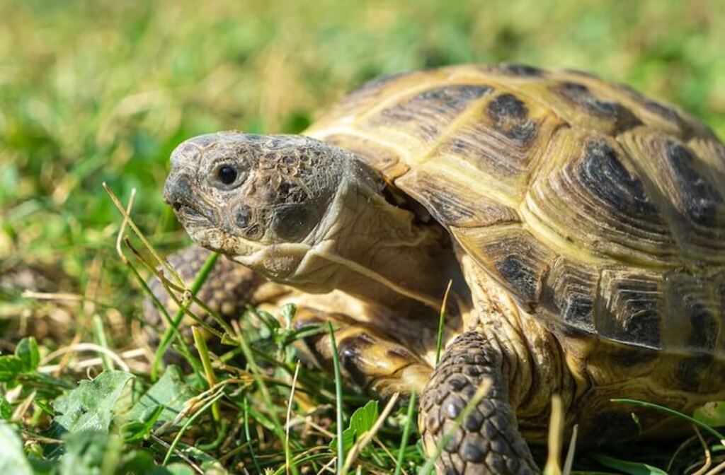 Pet Tortoise: Russian Tortoise