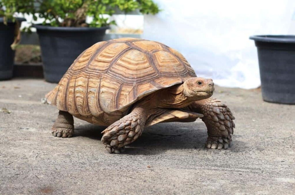 Pet Tortoise: Sulcata Tortoise