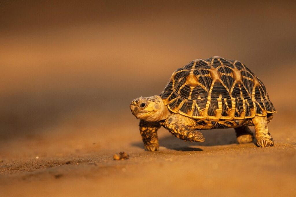 Pet Tortoise: Indian Star Tortoise