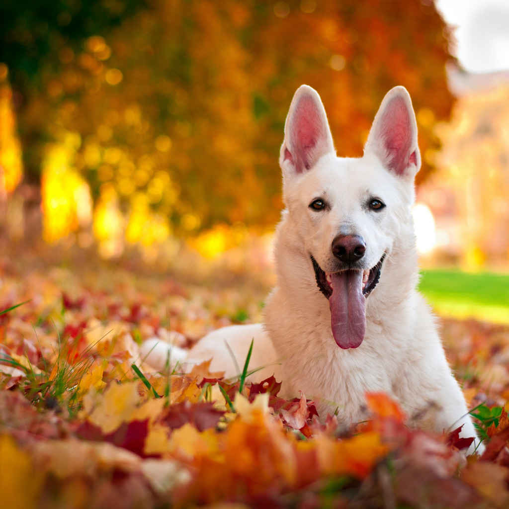 All About the Magnificent White German Shepherd - Pets Nurturing