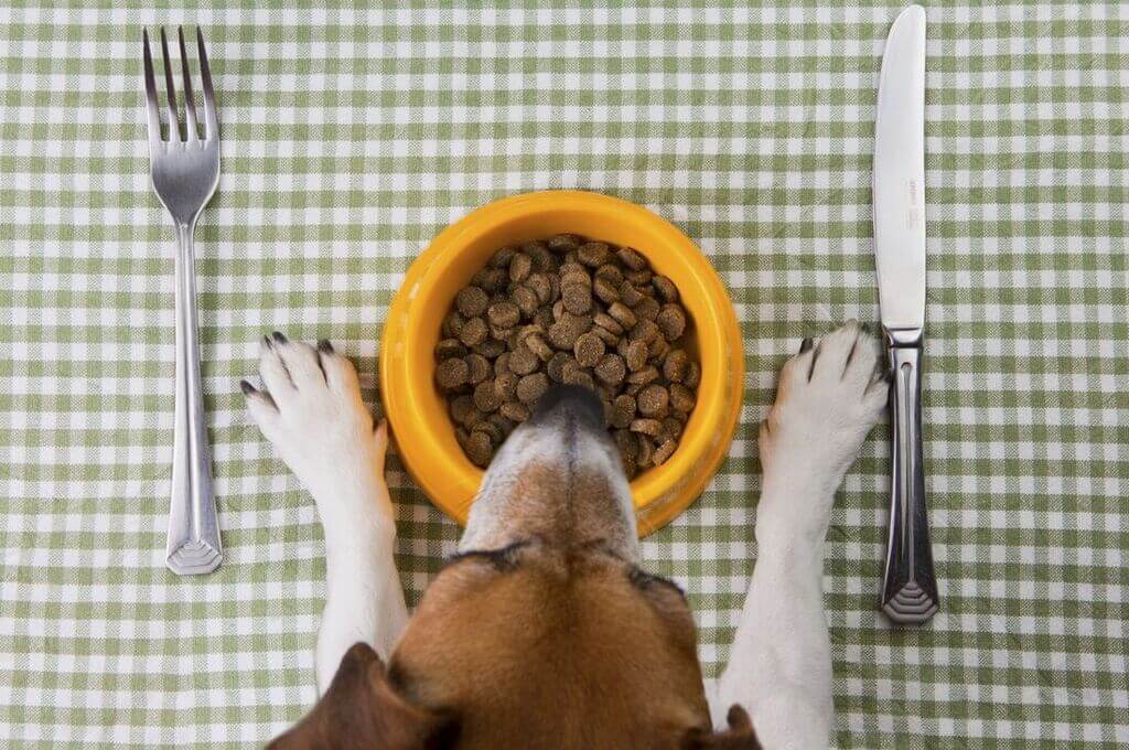 Dry Food is Better for Dog Dental Care