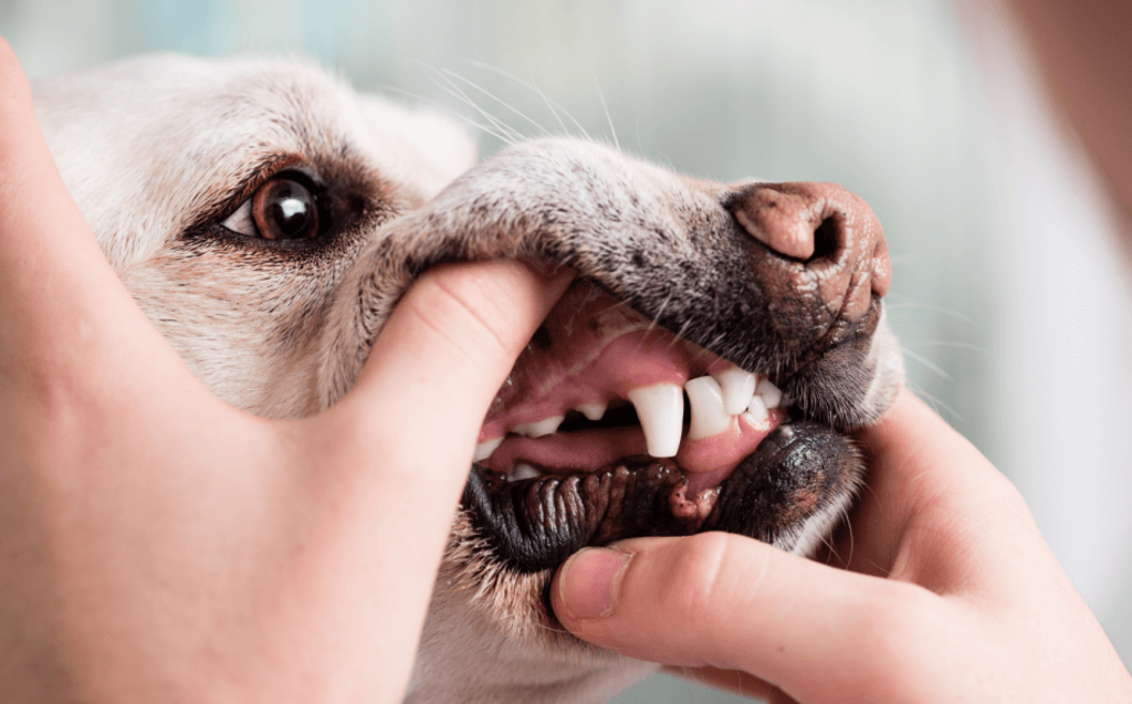What's Included in an Oral Exam for Your Dog?
