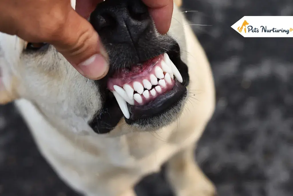 Dog Dental Cares